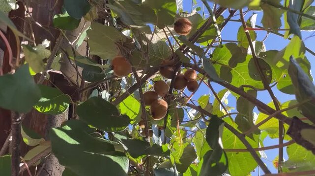 In September, kiwi fruits ripen on trees in Georgia