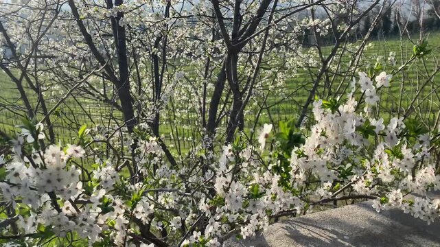 Albero con fiori bianchi in primavera