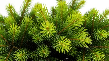 Vibrant green pine needles