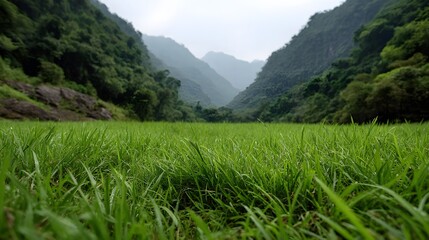 Naklejka premium Low angle view of a lush green grassy field leading to a majestic mountain valley under an overcast sky
