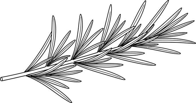 Detailed black and white line drawing of a fresh rosemary sprig illustration