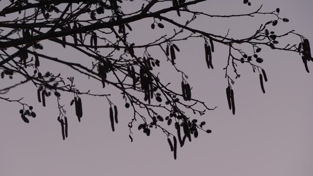alder blossoms in spring at sunset