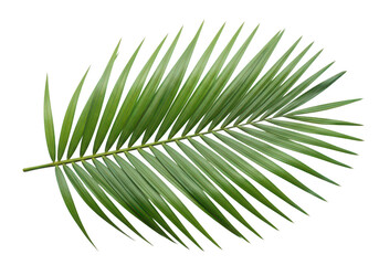 Obraz premium A single vibrant green palm leaf isolated on transparent background