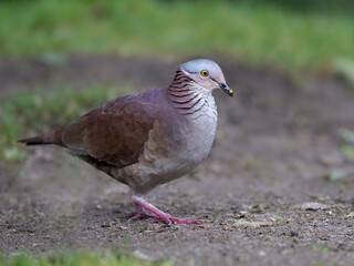 Obraz premium White-throated Quail-Dove Foraging on the Ground in Natural Habitat