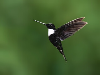 Fototapeta premium Adult Collared Inca Hummingbird Hovering on Green Background