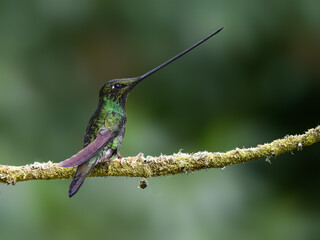 Fototapeta premium Sword-Billed Hummingbird Perched on a Mossy Branch