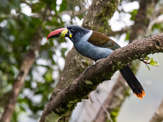 Fototapeta premium Gray-breasted Mountain-Toucan Perched on Mossy Branch in Cloud Forest