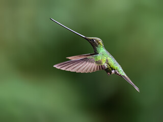 Obraz premium Sword-billed Hummingbird Hovering in Flight Against Green Background