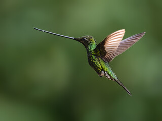 Fototapeta premium Sword-billed Hummingbird Hovering in Flight Against Green Background