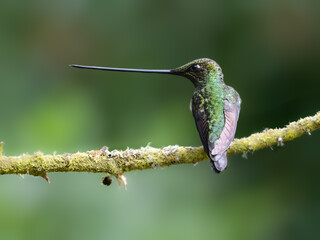 Fototapeta premium Sword-Billed Hummingbird Perched on a Mossy Branch