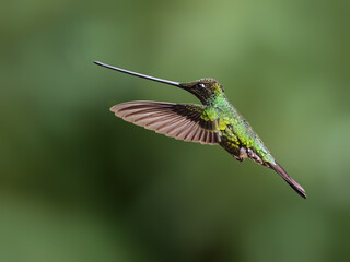 Fototapeta premium Sword-billed Hummingbird Hovering in Flight Against Green Background