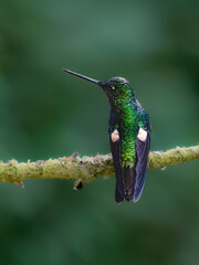 Fototapeta premium Black-throated Mango Perched On Mossy Branch