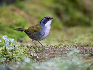 Fototapeta premium Gray-browed Brushfinch Perched on Mossy Ground in Tropical Forest