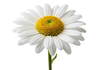 Fototapeta premium A single white daisy flower with a yellow center on transparent background