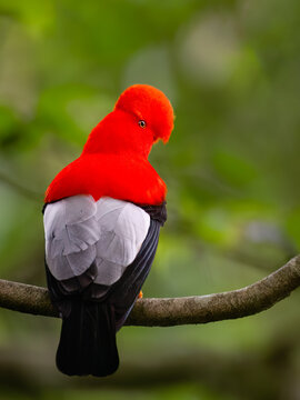 Male Andean Cock-of-the-rock Perched on Branch in Rainforest
