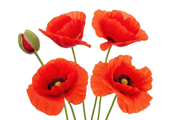 Naklejka premium Four vibrant red poppy flowers in various stages of bloom on transparent background