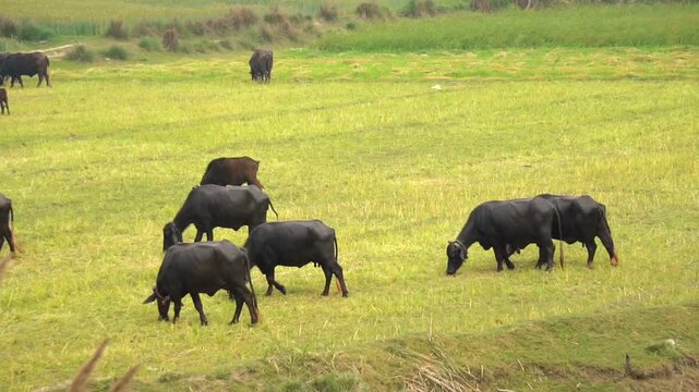 Herd of water buffaloes grazing in a large green agricultural field
