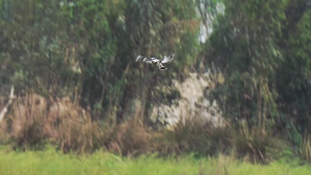 Pied kingfisher hovering in the bright sky above trees
