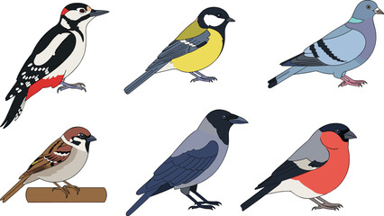 Common birds collection woodpecker tit pigeon sparrow crow bullfinch vector illustration set © EdGe Creative