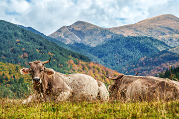 Cows on the road from Anso to Zuriza, Valles Occidentales Natural Park in the Pyrenees, Aragon, Spain, Europe
