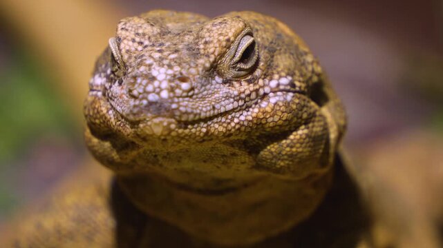 Close up of a small lizard head looking around on a sunny spring day