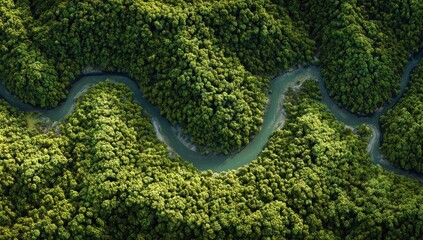 Fototapeta premium Aerial View of Winding River Through Lush Green Tropical Forest.