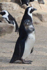 Obraz premium Brillenpinguine