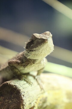 Portrait einer (Streifenk&ouml;pfige) Bartagame 
