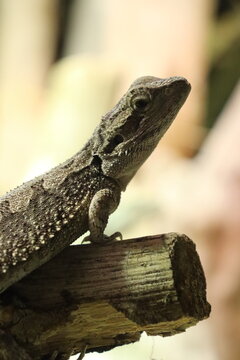 Portrait einer (Streifenk&ouml;pfige) Bartagame 