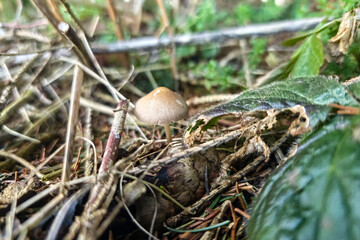 Obraz premium Mushroom growing among leaves and twigs in a forest during daylight hours