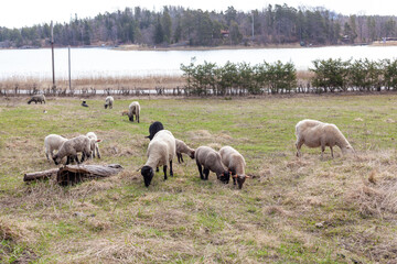 Obraz premium sheep in the field 