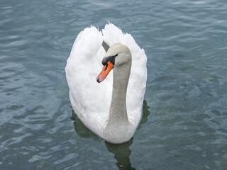 Obraz premium White swan swimming in the lake comes towards the room and is looking to the right.