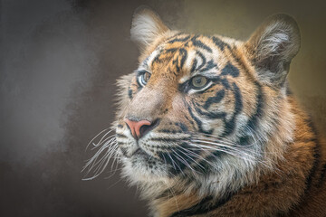 Young Tiger profile portrait looking up with alert expression and beautiful stripe patterns © Ralph Lear