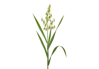 Fototapeta premium Beautiful Grass Plant With Seed Head Growing Tall And Thin