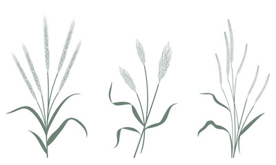 Fototapeta premium Elegant wheat stalks in minimalist style for design projects