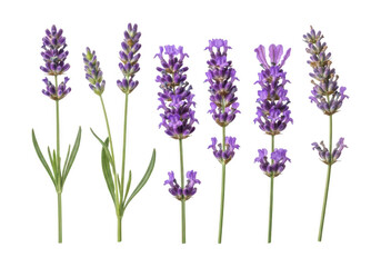 A collection of lavender sprigs with detailed blooms ideal for design work on transparent background