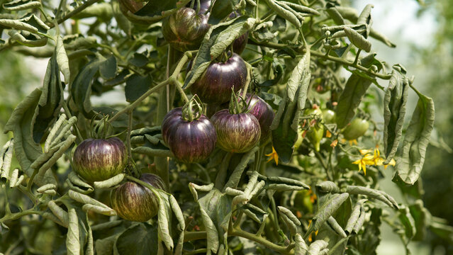 Rebel Starfighter tomato plants with clusters of green, anthocyanin-coated fruit in a greenhouse.