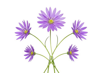 Three purple flowers with green stems and leaves a delicate floral arrangement on transparent background