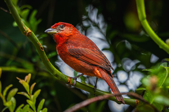 Hepatic tanager (Piranga hepatica)