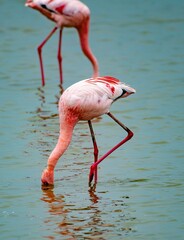 Flamingos searching for food in the calm water of a lake at the Amboseli National Park in Kenya