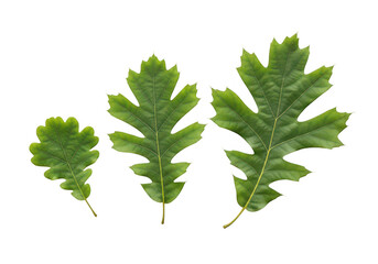 Three green oak leaves of varying sizes displayed isolated on transparent background