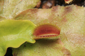 Dionaea muscipula fly trap plant	