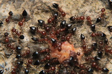 Black carpenter ant macro photo	