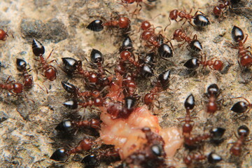 Black carpenter ant macro photo	