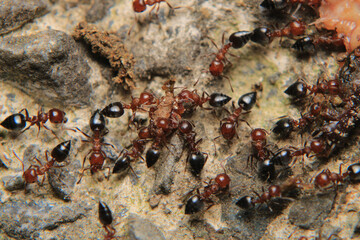 Black carpenter ant macro photo	