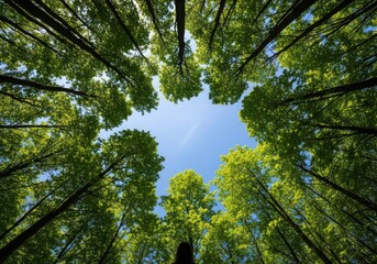 Obraz premium tall trees with green leaves reaching blue sky, forest canopy, nature scenery, sunlight