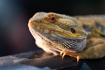 Obraz premium Closeup of a Large Colorful Bearded Dragon (Pogona)