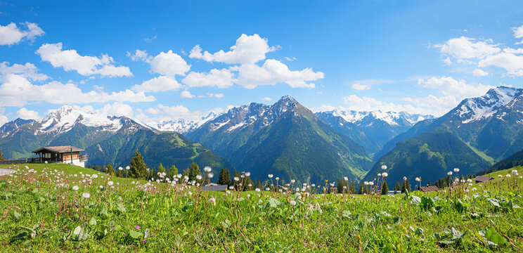 idyllic view to Zillertal alps, Ahornspitze and Tristner mountain, meadow with  flowers, tyrol