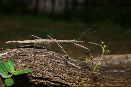 Stick insect on a branch