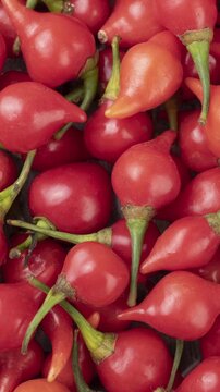 Closeup of a group of red pepper pout